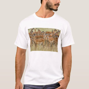 Rudel weiblicher Impalas, Masai Mara, Kenia. T-Shirt