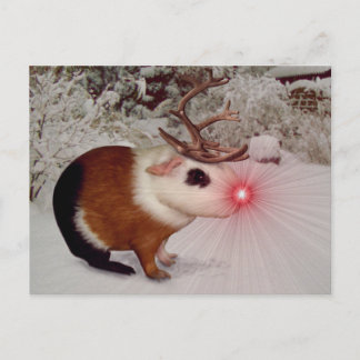 Rudolph The Red Nose Guinea Pig Feiertagspostkarte
