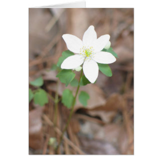 Rue Anemone