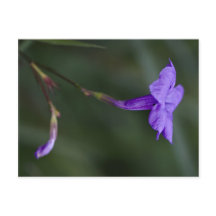 Ruellia simplex, die mexikanische Petunia