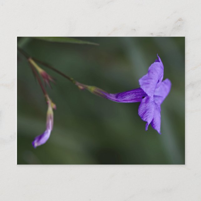 Ruellia simplex, die mexikanische Petunia Postkarte (Vorderseite)