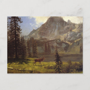 Ruf der Wildnis Postkarte