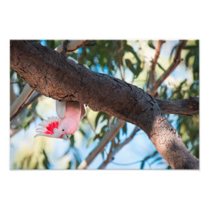 "Rufen Sie an?" Das Cockatoo-Foto von Major Mitche Fotodruck