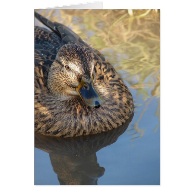 Rufen Sie die Ente in Wasser an (Vorne)