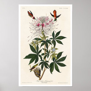 Ruff-halskhaltiger Hummvogel von Audubon Poster