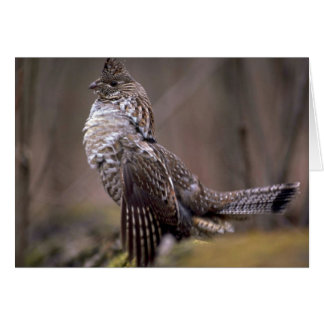 Ruffed Grouse