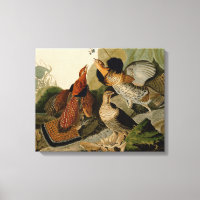 Ruffed Grouse Audubon Game Bird