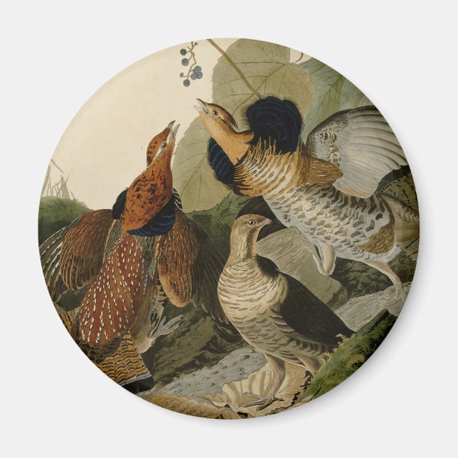 Ruffed Grouse Audubon Game Bird Magnet (Vorne)