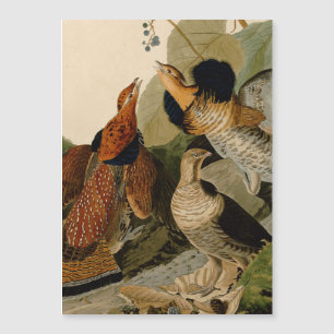 Ruffed Grouse Audubon Game Bird Magnetkarte