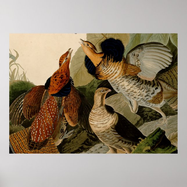 Ruffed Grouse Audubon Game Bird Poster (Vorne)