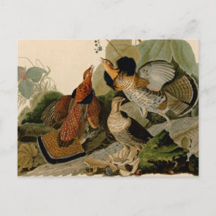 Ruffed Grouse Audubon Game Bird Postkarte