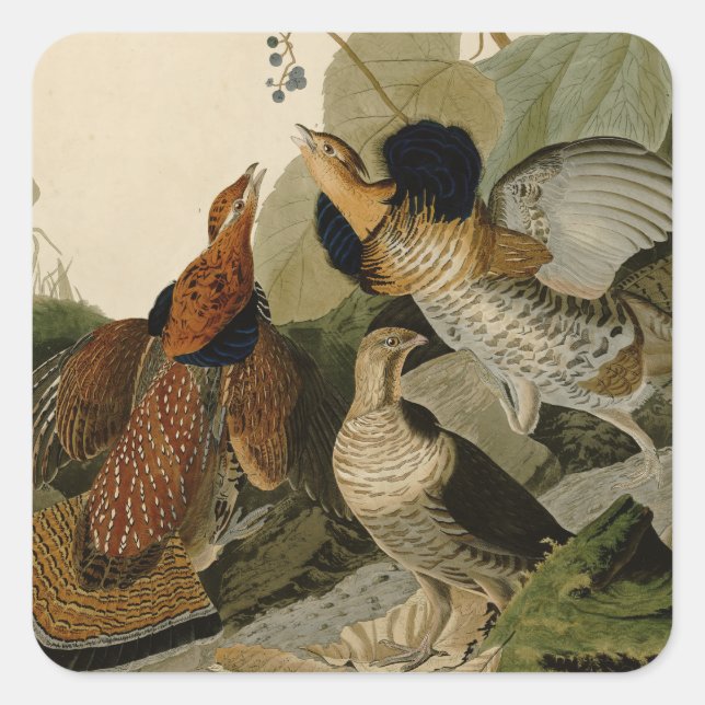Ruffed Grouse Audubon Game Bird Quadratischer Aufkleber (Vorderseite)