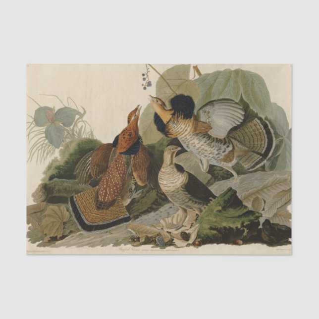 Ruffed Grouse Audubon Game Bird Seidenpapier (Vorderseite)