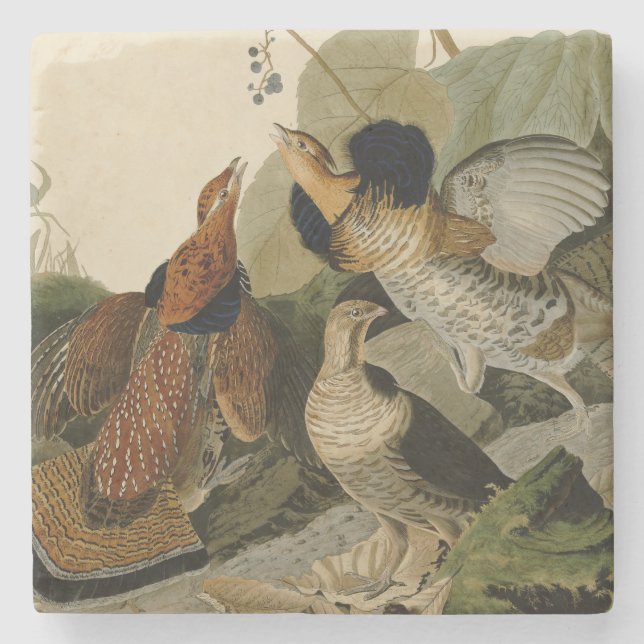 Ruffed Grouse Audubon Game Bird Steinuntersetzer (Vorderseite)