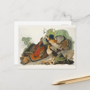 Ruffed Grouse Audubon Wildlife Painting Postkarte