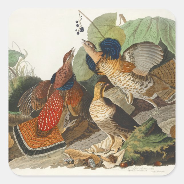 Ruffed Grouse Audubon Wildlife Painting Quadratischer Aufkleber (Vorderseite)