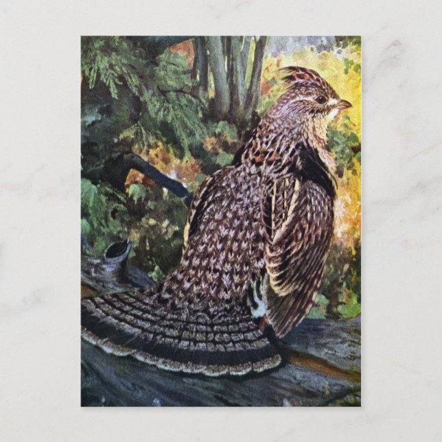 Ruffed Grouse im Wald Postkarte (Vorderseite)
