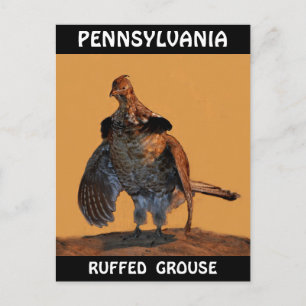 Ruffed Grouse (Pennsylvania) Postkarte