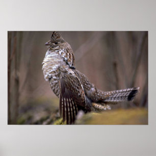 Ruffed Grouse Poster