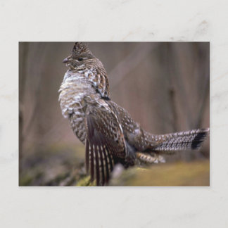 Ruffed Grouse Postkarte
