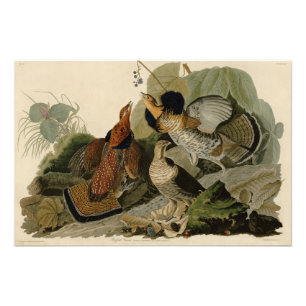 Ruffed Grouse - von Audubons Vögeln in Amerika Fotodruck