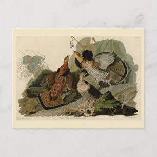 Ruffed Grouse - von Audubons Vögeln in Amerika Postkarte