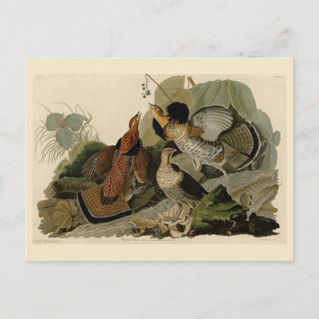 Ruffed Grouse - von Audubons Vögeln in Amerika Postkarte (Vorderseite)