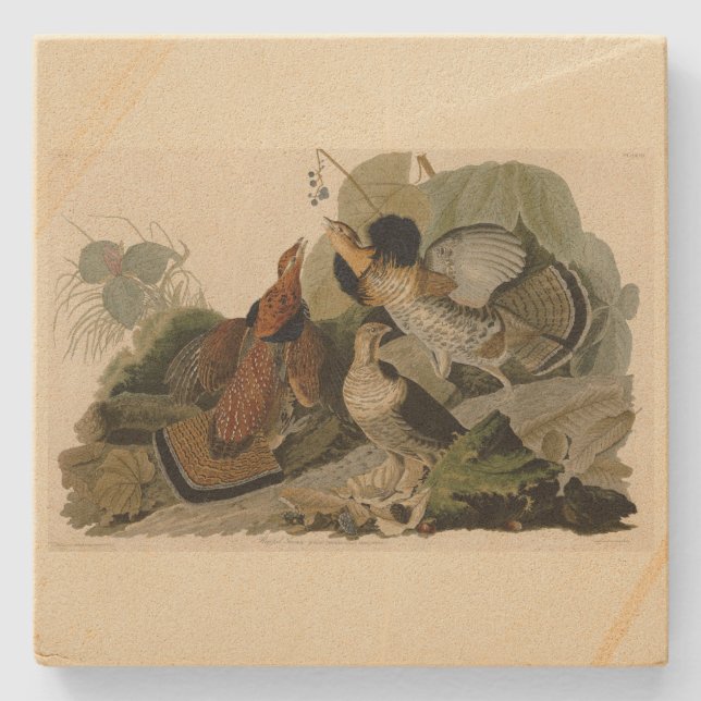 Ruffed Grouse - von Audubons Vögeln in Amerika Steinuntersetzer (Vorderseite)