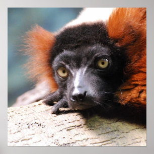 Ruffed Lemur Poster