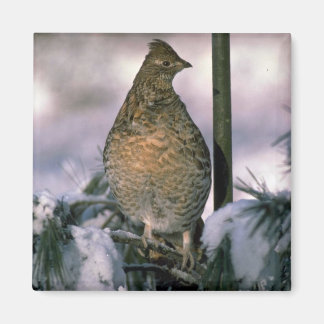 Ruffelhain in einem Schneebaum Magnet