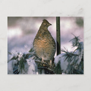 Ruffelhain in einem Schneebaum Postkarte