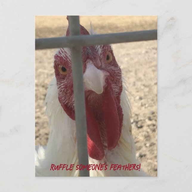 Ruffle Jones Feathers Chicken Card Postkarte (Vorderseite)