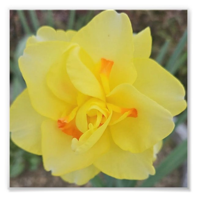 Ruffled Daffodil Fotodruck (Vorne)