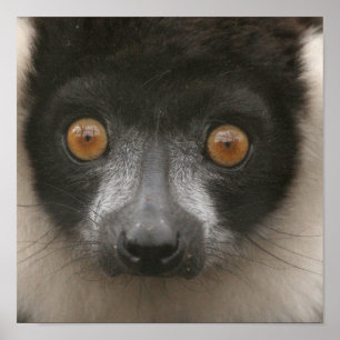 Ruffled Lemur Posters Poster