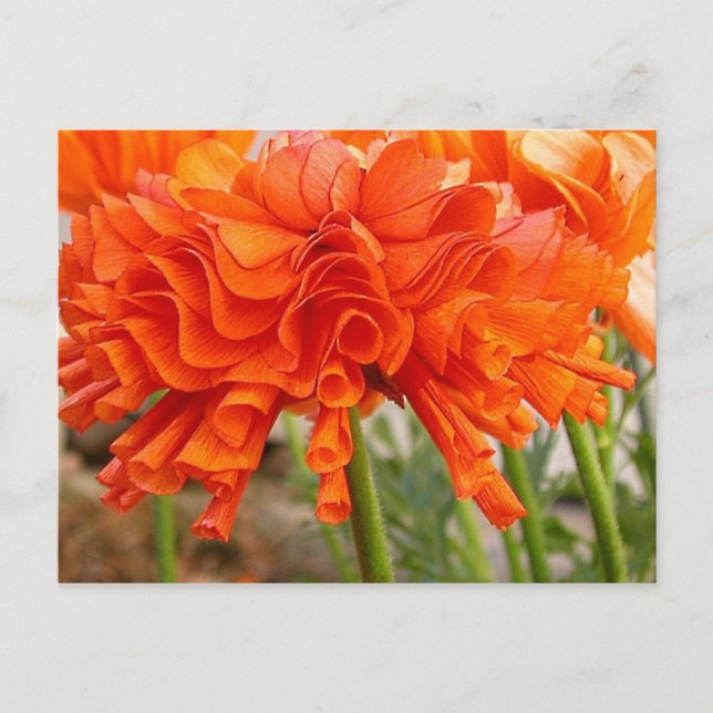 Ruffled Ranunculus Postcard Postkarte (Vorderseite)