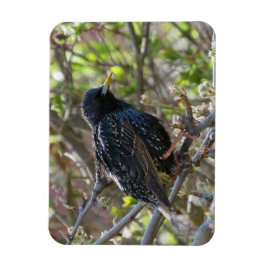Ruffled Starling Magnet