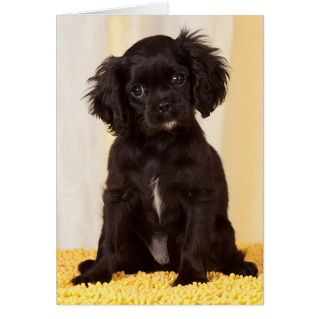 RUFFLES A BLACK CAVALIER KING CHARLES SPANIEL (Vorne)