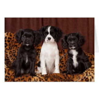 Ruffles, Micah und Ace