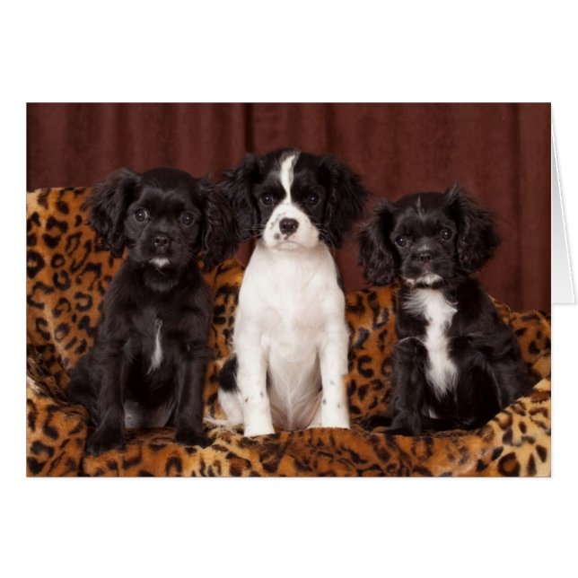 Ruffles, Micah und Ace (Vorderseite (Horizontal))