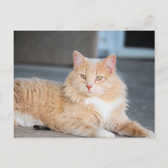 Ruffles Postkarte (Vorderseite)