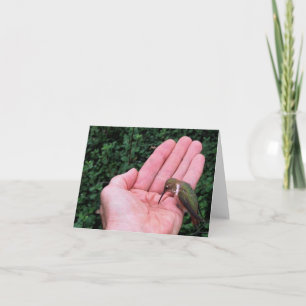 Rufous/Allens Kolibri • Joe Sweeney - Karte