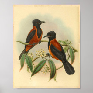 Rufous Black Wood Shrike Vintag Red Bird Print Poster