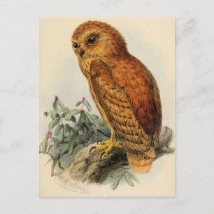 Rufous Fishing Owl Vintag Illustration Postkarte