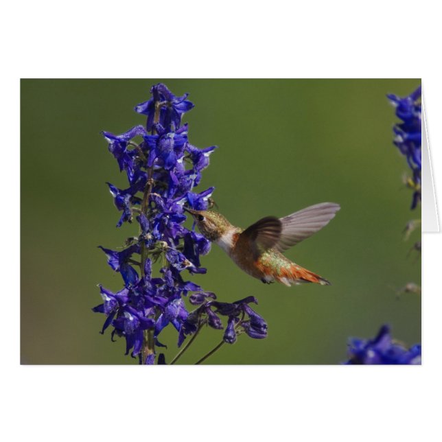Rufous Hummingbird (Vorderseite (Horizontal))