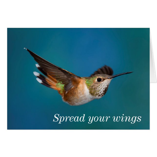 Rufous Hummingbird (Vorderseite (Horizontal))