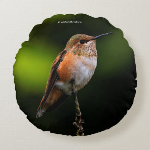 Rufous Hummingbird auf dem Hybridfruchtbaum Rundes Kissen