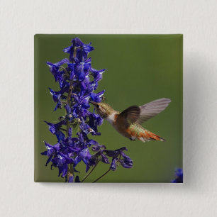 Rufous Hummingbird Button