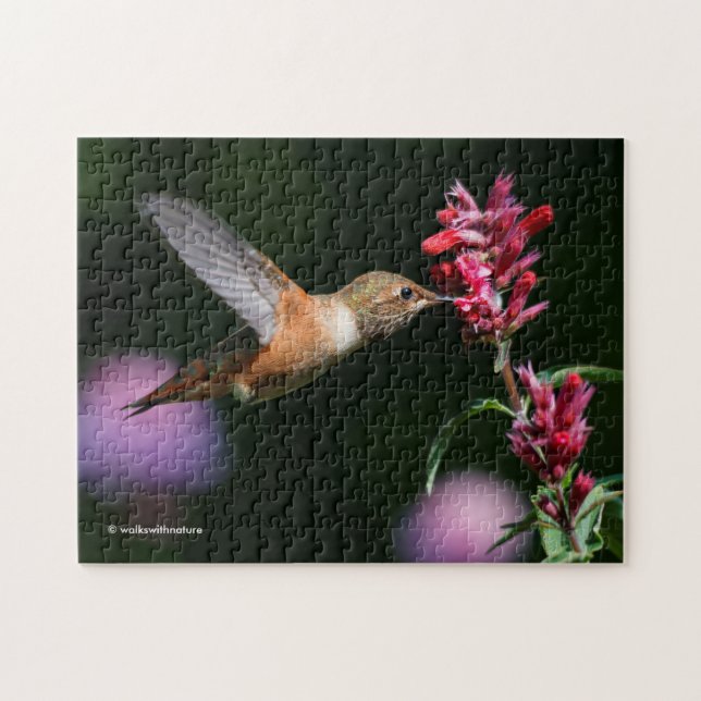 Rufous Hummingbird Füttre auf der Anise Hyssop Puzzle (Horizontal)