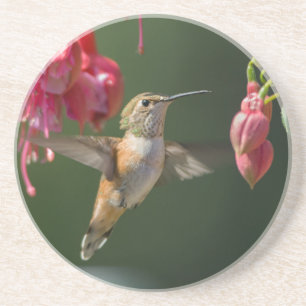 Rufous Hummingbird füttre auf einer Fuchsia Getränkeuntersetzer