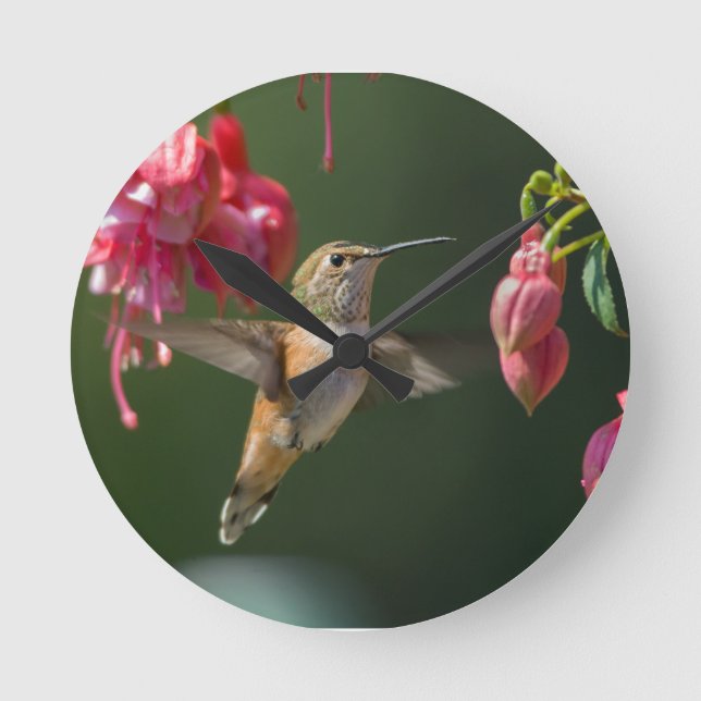 Rufous Hummingbird füttre auf einer Fuchsia Runde Wanduhr (Vorderseite)